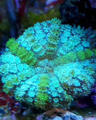 Rhodactis bicolor coralli molli