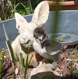 Pulcini cocincina nana