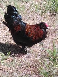 Gallo