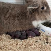 Conigli nani testa di leone