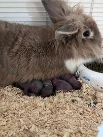 Conigli nani testa di leone