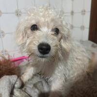 Maltese/barboncino mini toy