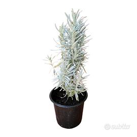 Lavanda Officinalis – profumo e benessere