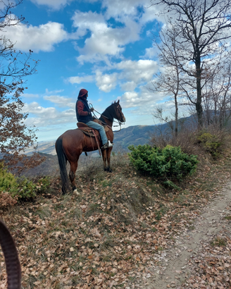 Quarter horse