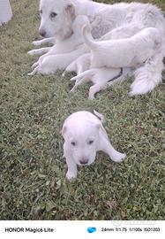 Cuccioli Maremmano Abbruzzese-meticcio labr