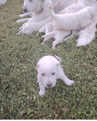 Cuccioli Maremmano Abbruzzese-meticcio labr