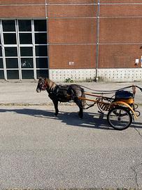 Pony femmina appaloosa