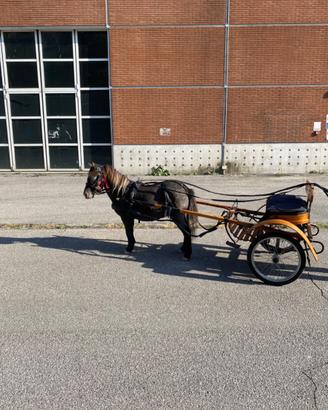 Pony femmina appaloosa