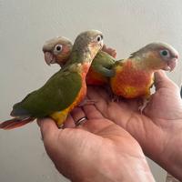 Pyrrhura allevati a mano