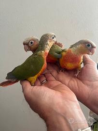 Pyrrhura allevati a mano
