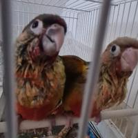 Conuri guance verdi allevati a mano