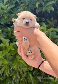 Simil spitz di Pomerania tedesco