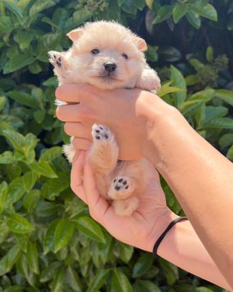 Simil spitz di Pomerania tedesco