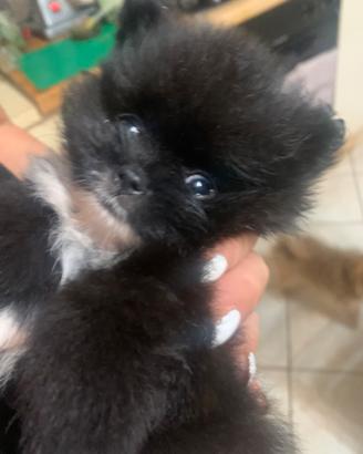 Volpini nani di Pomerania