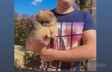 Spitz Pomerania Nano con Pedigreee