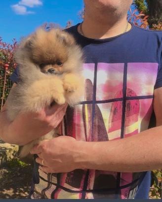 Spitz Pomerania Nano con Pedigreee