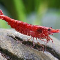 Caridine e neocaridine per acquario acqua dolce