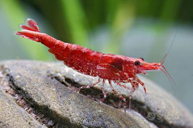 Caridine e neocaridine per acquario acqua dolce