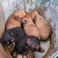 Cuccioli metà Rottweiler
