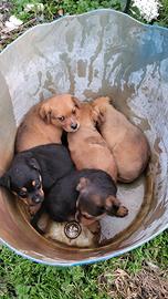 Cuccioli metà Rottweiler
