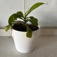 Pianta carnivora