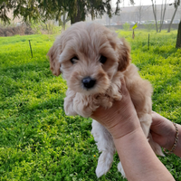 Cuccioli Maltipoo(maltese per barboncino)