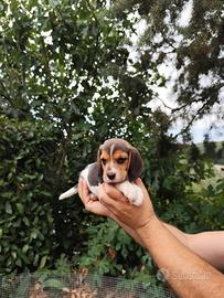 Beagle Elizabeth
