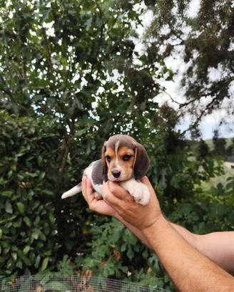 Beagle Elizabeth