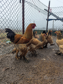Brahma fulvo columbia