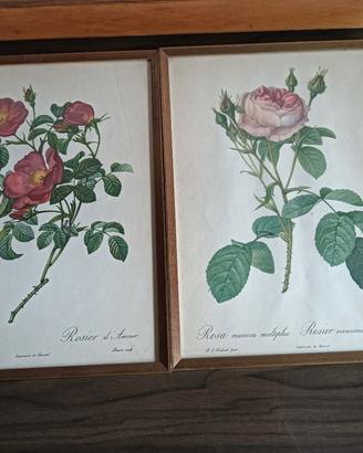 Stampe botaniche