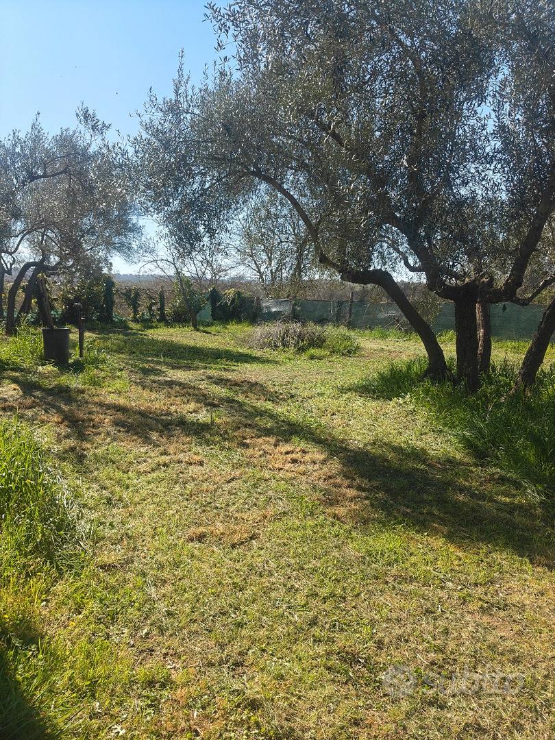 Oliveto con pozzo - Vista 6
