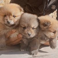 Cuccioli spritz pomerania