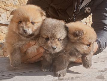 Cuccioli spritz pomerania