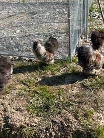 Gallo Moroseta