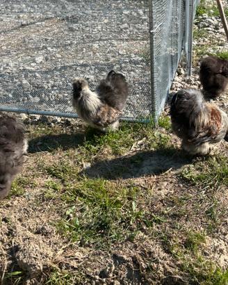 Gallo Moroseta