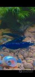 neocaridina blu topazio