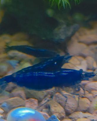 neocaridina blu topazio