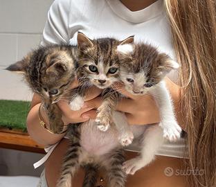 Gattini 2 mesi