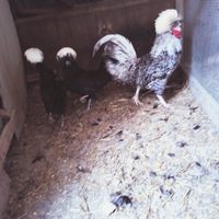 Galline fagiani pavoni colombe