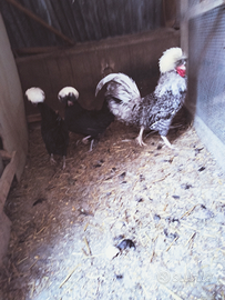 Galline fagiani pavoni colombe