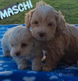 Maltipoo maschi e femmine