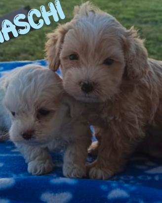 Maltipoo maschi e femmine