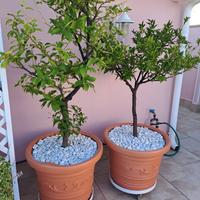 limone 4 stagioni e mandarino