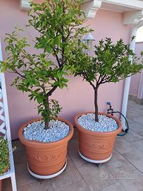 limone 4 stagioni e mandarino