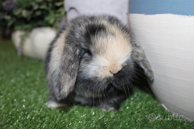 Coniglio nano coniglietti