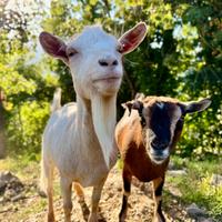 Due caprette nane tibetane