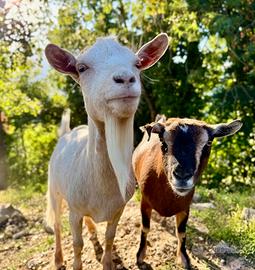 Due caprette nane tibetane