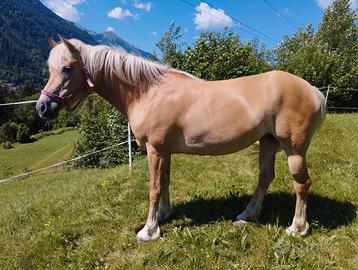 Cavalla haflinger
