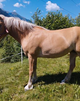 Cavalla haflinger