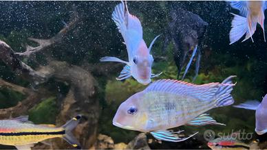 Pesci Tropicali Geophagus Pyrocephalus